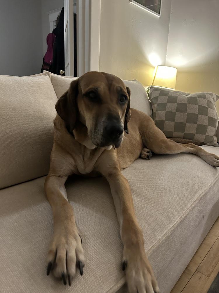 Enlarge Persephone, a Adoptable mixed breed in Denver, CO image 5/6