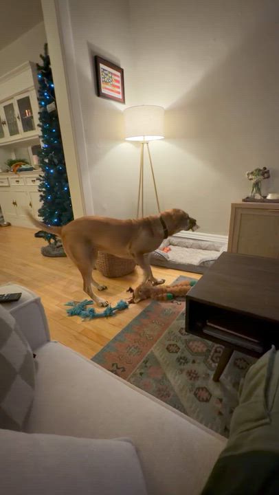 Enlarge Persephone, a Adoptable mixed breed in Denver, CO video 6/6