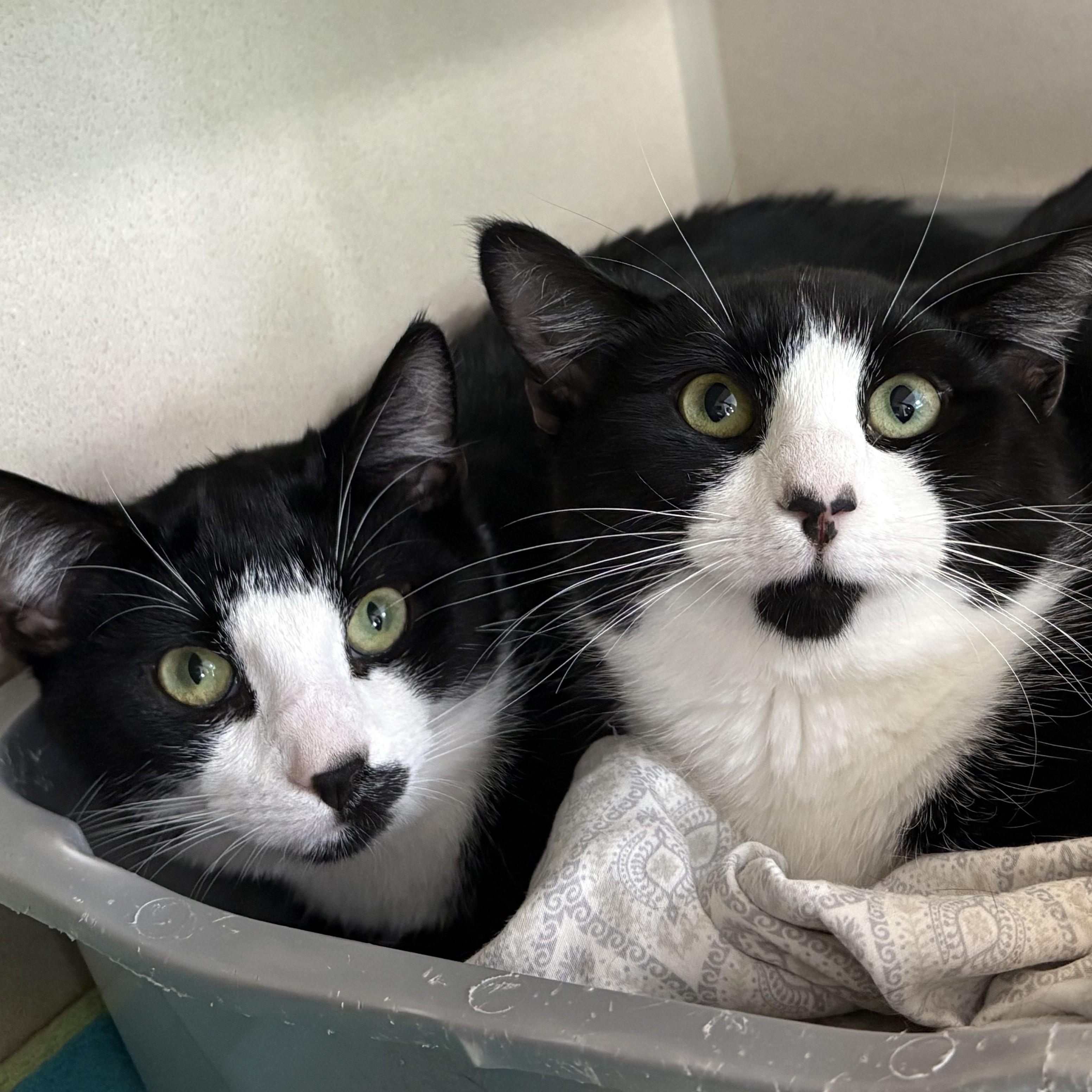 Enlarge Fig & Leaf, a Adoptable Domestic Short Hair in Eatontown, NJ image 1/1