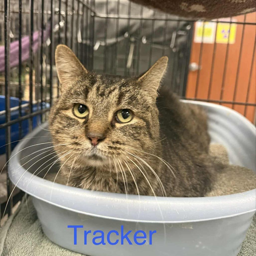 Enlarge Tracker, a Adoptable Domestic Short Hair in Richmond, IN image 1/1