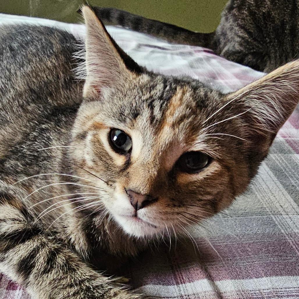 Gladiola, Adoptable, Kitten Female Domestic Short Hair.