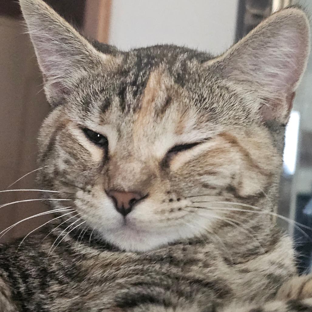Enlarge Gladiola, a Adoptable Domestic Short Hair in Grinnell, IA image 2/3
