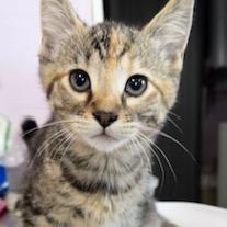 Enlarge Gladiola, a Adoptable Domestic Short Hair in Grinnell, IA image 3/3