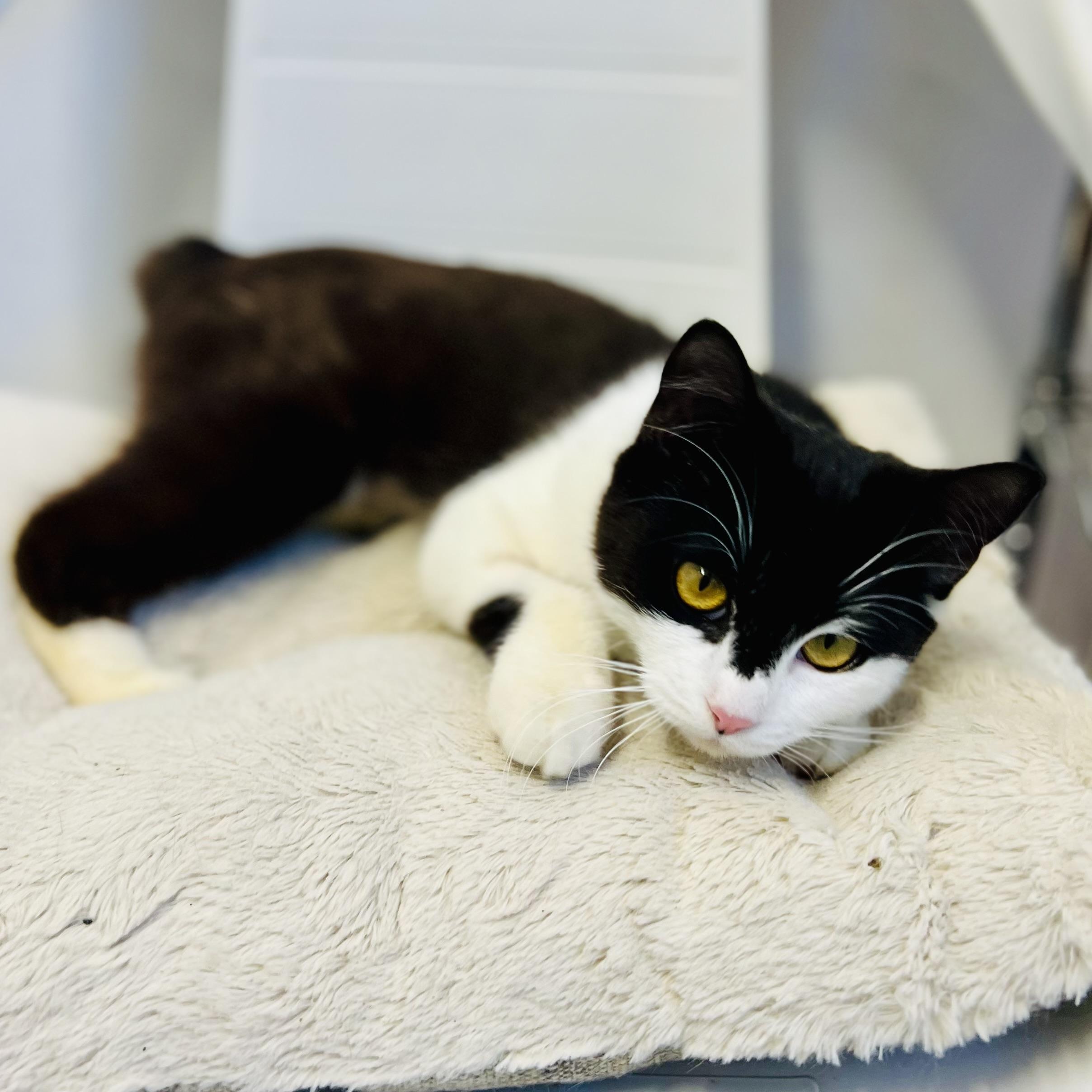 Enlarge Pussy Willow, an adopted Domestic Short Hair in St Stephen, NB image 1/2