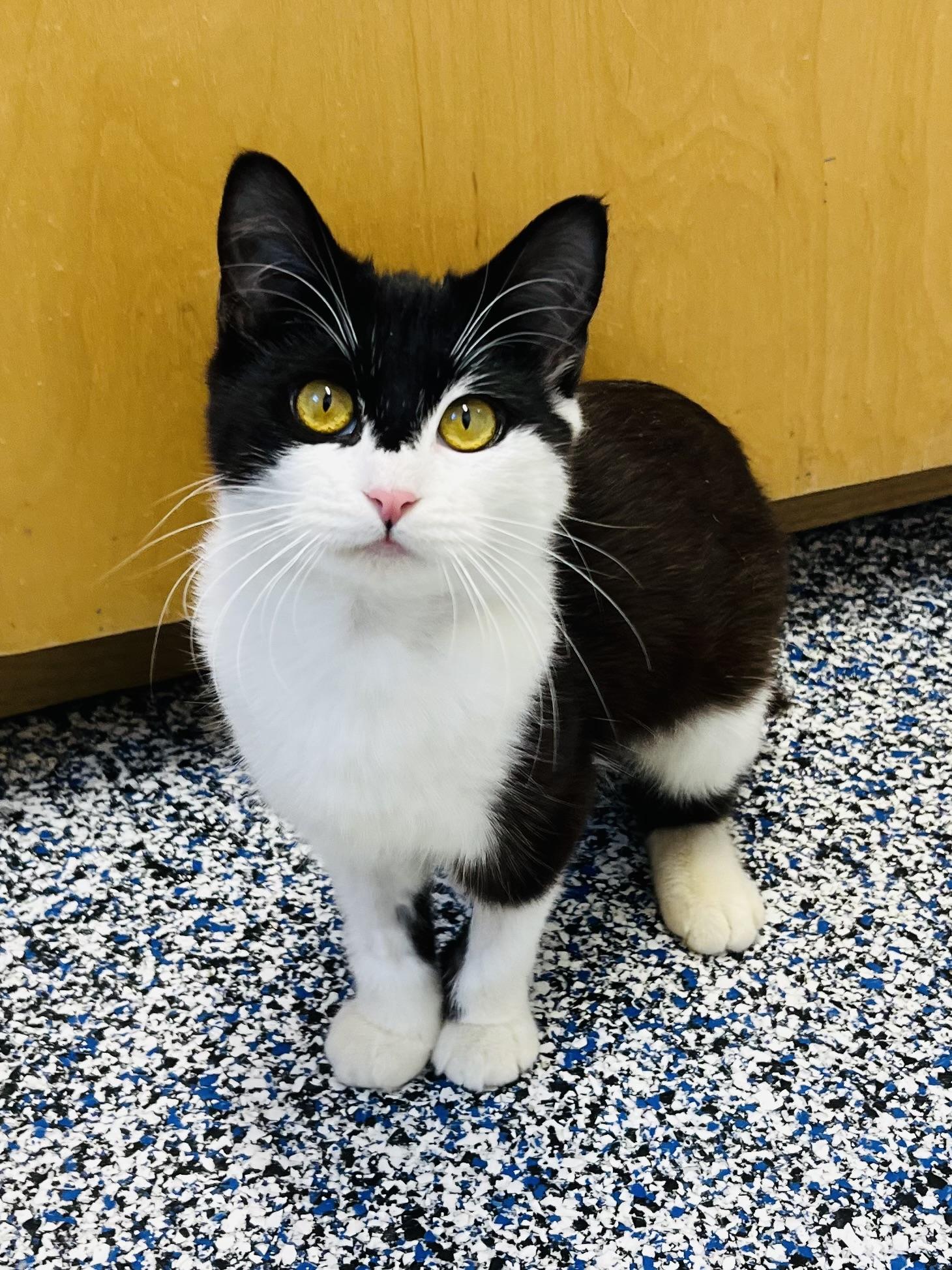 Enlarge Pussy Willow, an adopted Domestic Short Hair in St Stephen, NB image 2/2