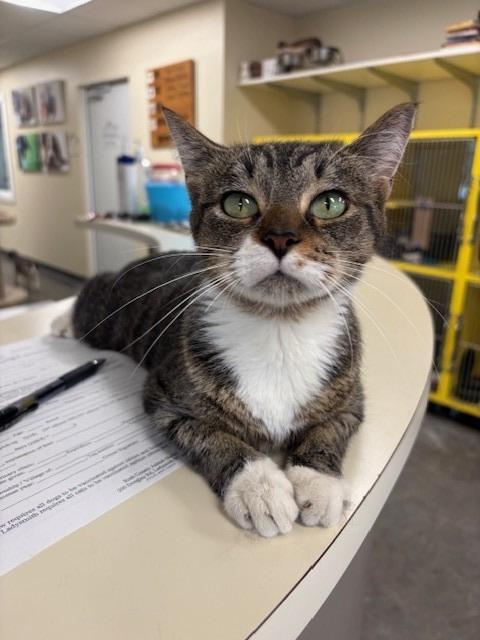 Enlarge Kiki, a Adoptable mixed breed in Ladysmith, WI image 2/6