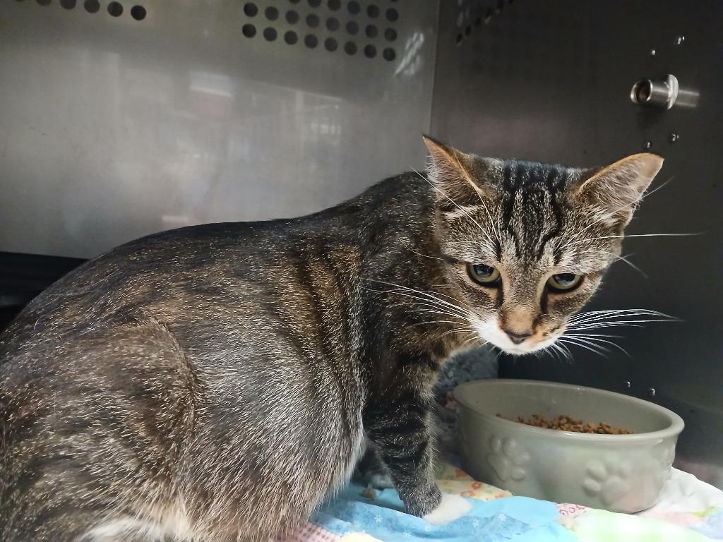 Enlarge Kiki, a Adoptable mixed breed in Ladysmith, WI image 3/6