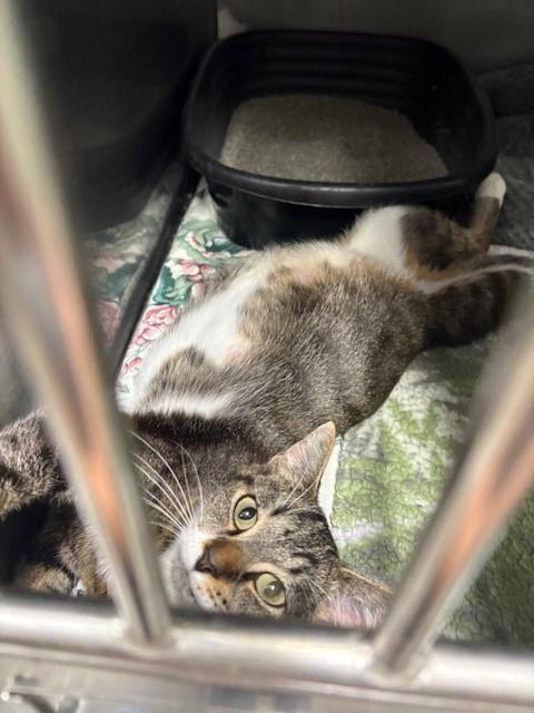 Enlarge Kiki, a Adopted mixed breed in Ladysmith, WI image 3/6