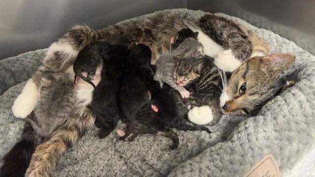 Enlarge Kiki, a Adopted mixed breed in Ladysmith, WI image 4/6