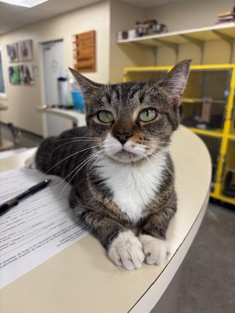 Enlarge Kiki, a Adopted mixed breed in Ladysmith, WI image 5/6