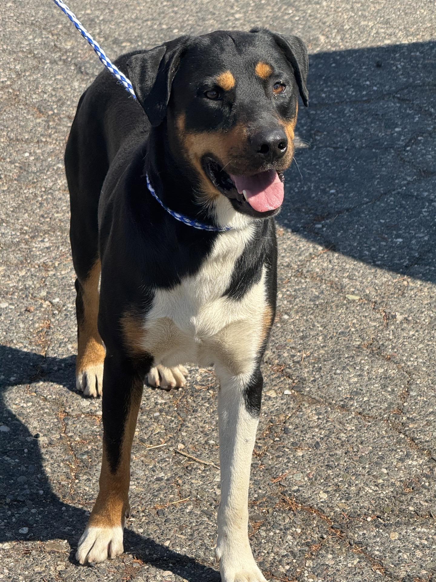 Enlarge Bubba 0126, a Adopted mixed breed in Sonora, CA image 2/3