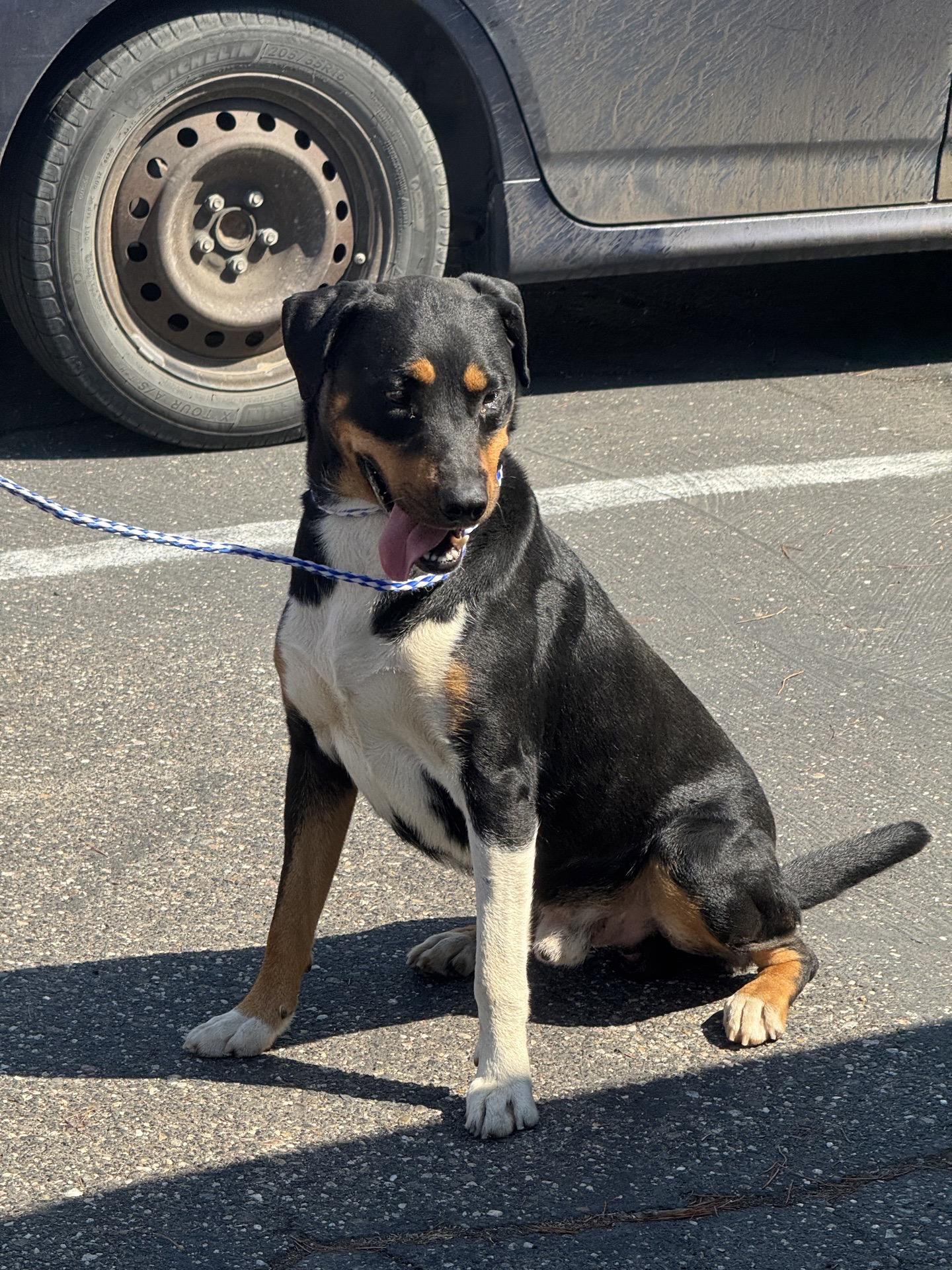 Enlarge Bubba 0126, a Adopted mixed breed in Sonora, CA image 3/3