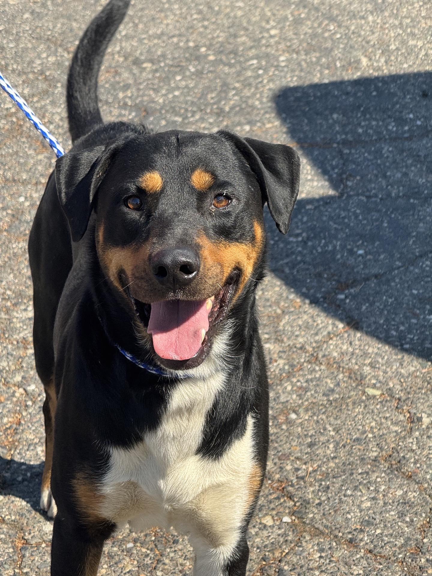 Bubba 0126, Adopted, Adult Male Rottweiler.