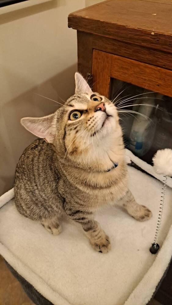 Enlarge Finch, a Adoptable Domestic Short Hair in O'Fallon, MO image 1/3