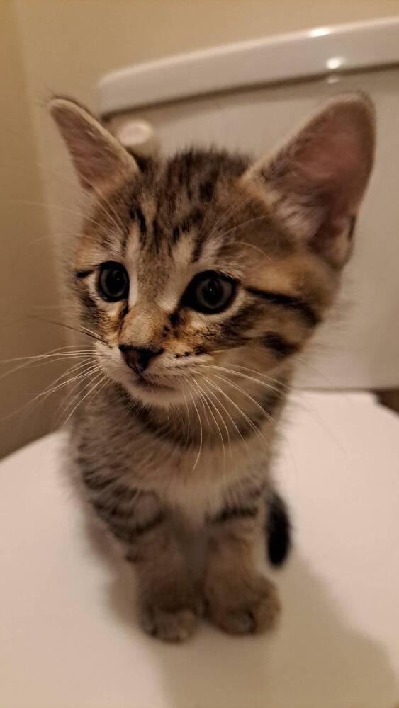 Enlarge Finch, a Adoptable Domestic Short Hair in O'Fallon, MO image 2/3