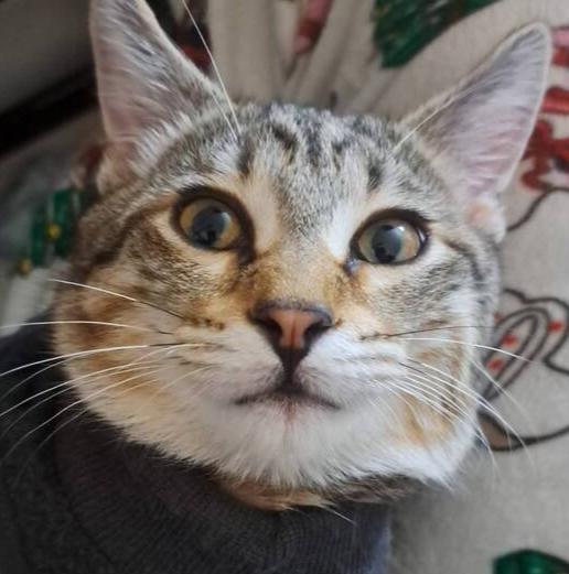 Enlarge Finch, a Adoptable Domestic Short Hair in O'Fallon, MO image 3/3