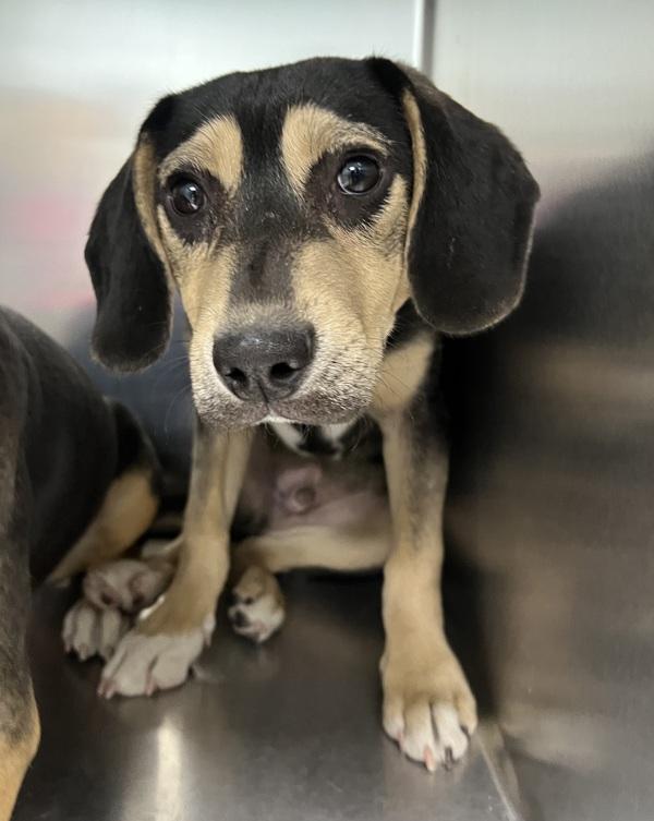 Roger, Adoptable, Puppy Male Hound & Shepherd.