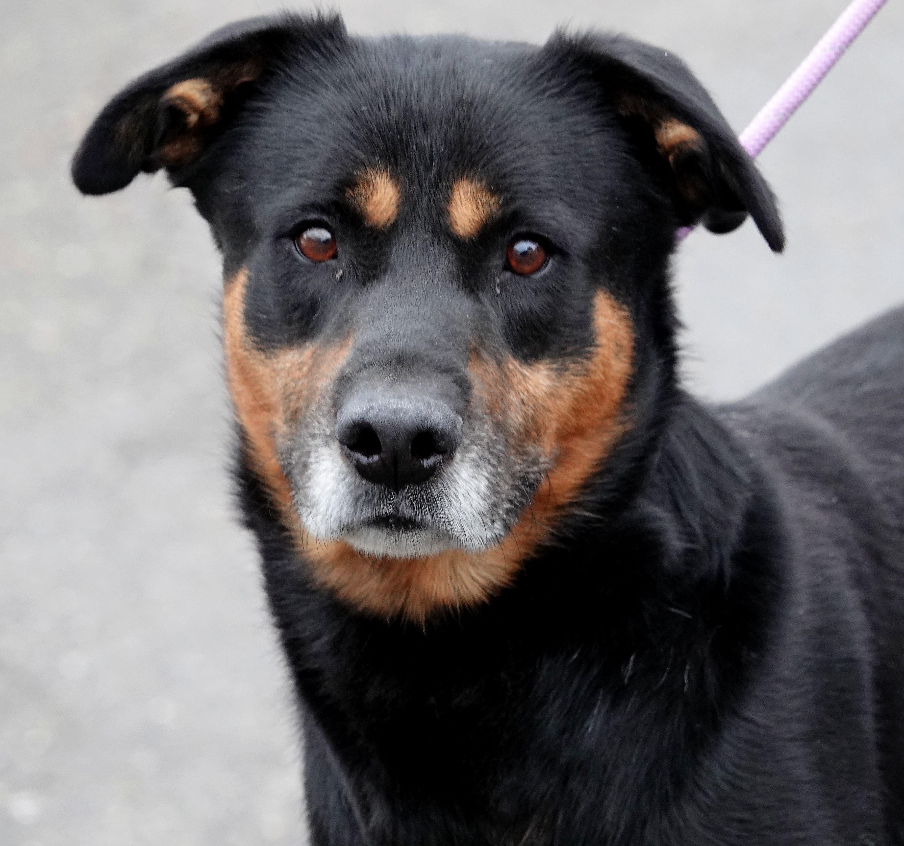 Moose, Adoptable, Adult Male Rottweiler & Shepherd.