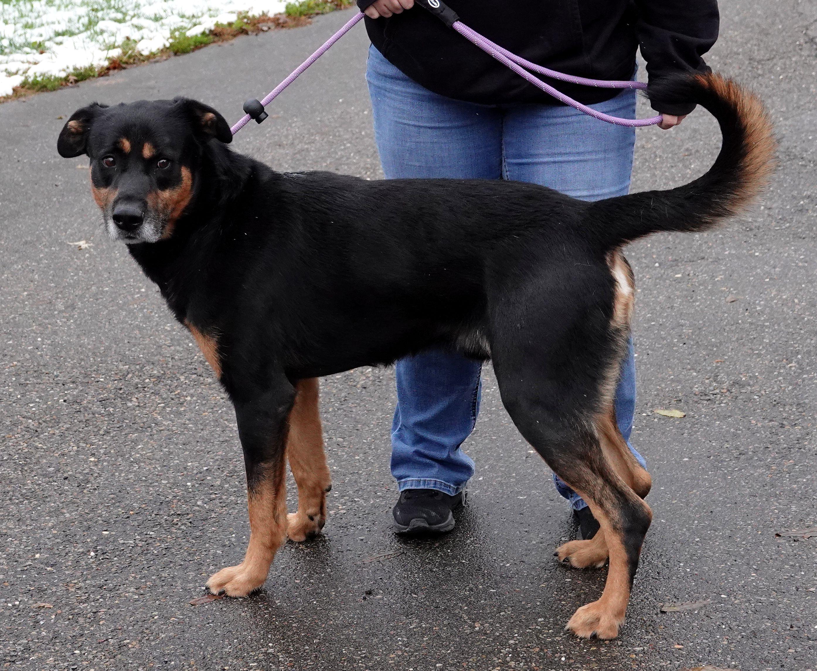 Enlarge Moose, a Adoptable mixed breed in Millfield, OH image 3/4