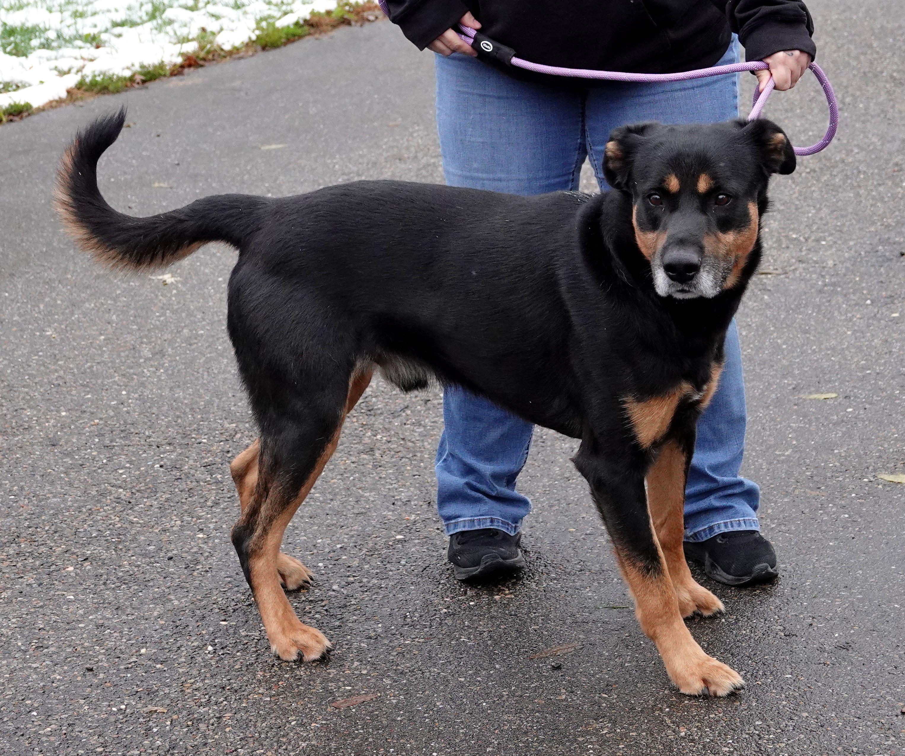 Enlarge Moose, a Adoptable mixed breed in Millfield, OH image 4/4
