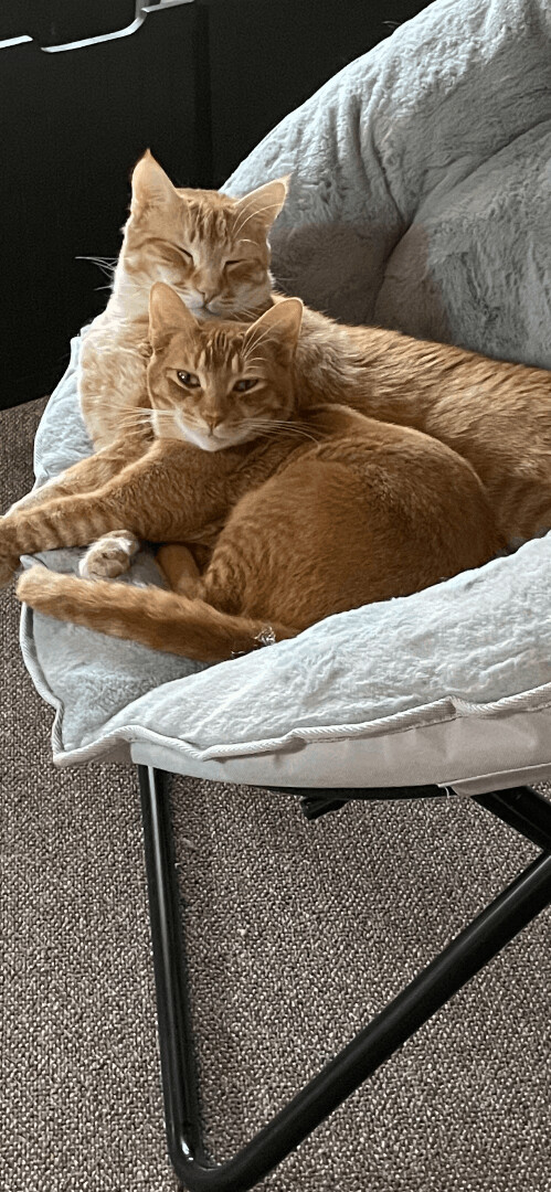 Tucker and Yogi, Adoptable, Adult Male Domestic Short Hair & Tabby.