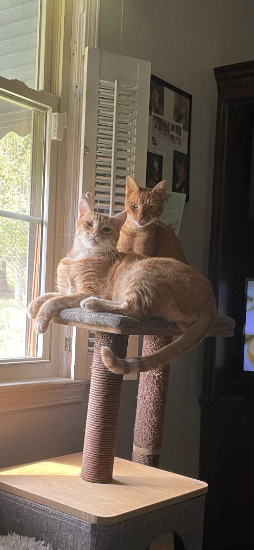 Enlarge Tucker and Yogi, a Adoptable mixed breed in Fountain Inn, SC image 12/12