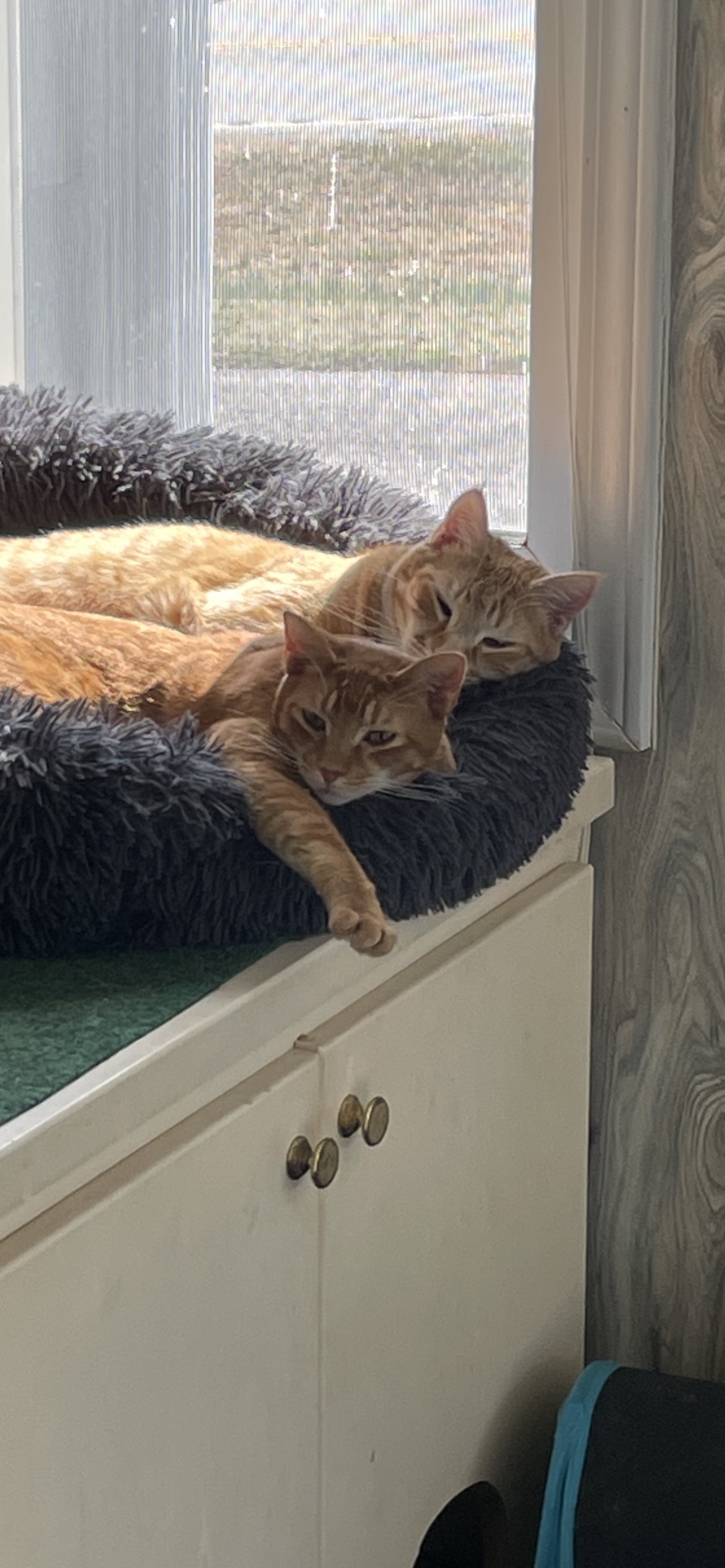 Tucker and Yogi, a Adoptable mixed breed in Fountain Inn, SC image 2/12