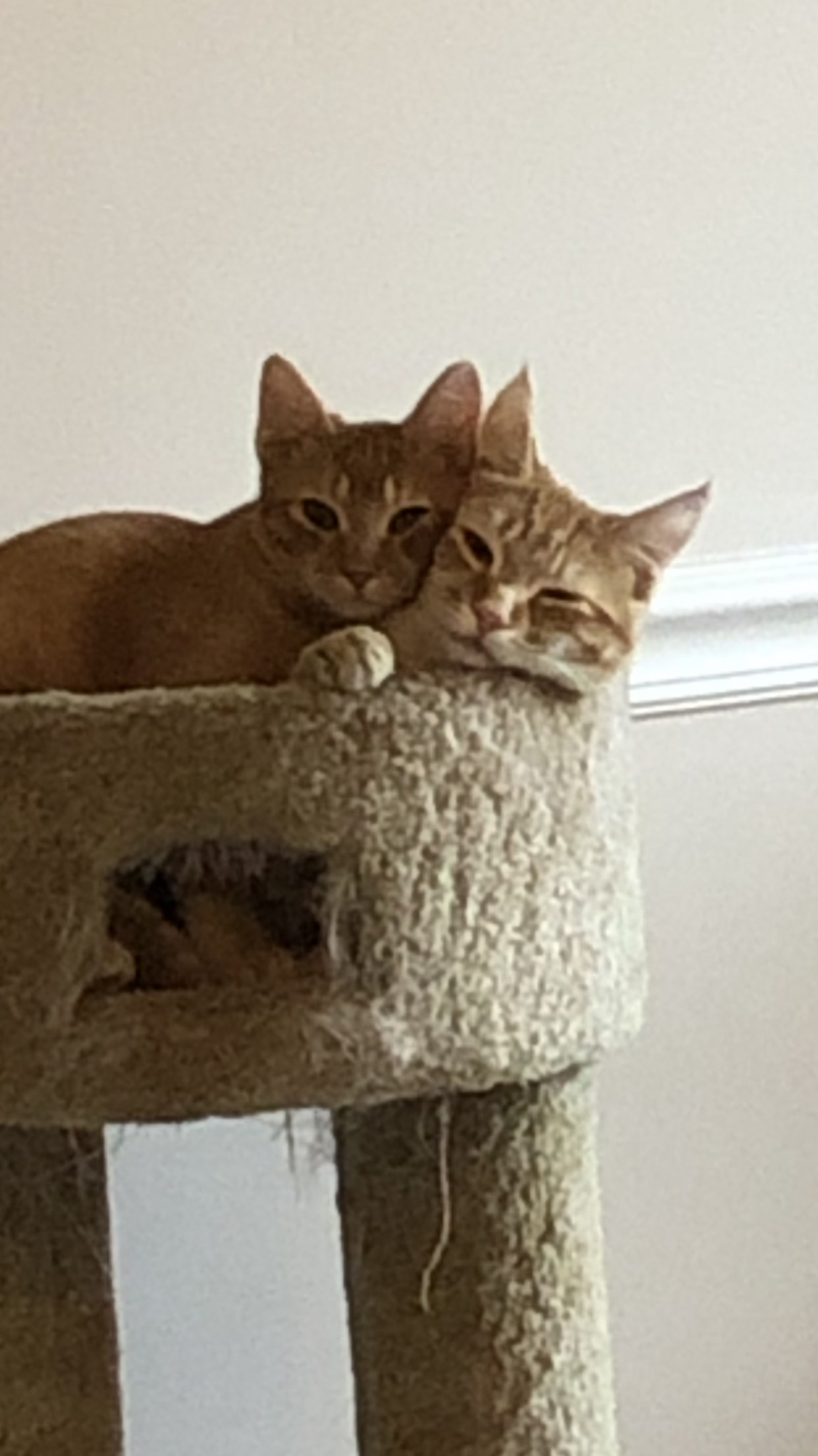 Tucker and Yogi, a Adoptable mixed breed in Fountain Inn, SC image 3/12