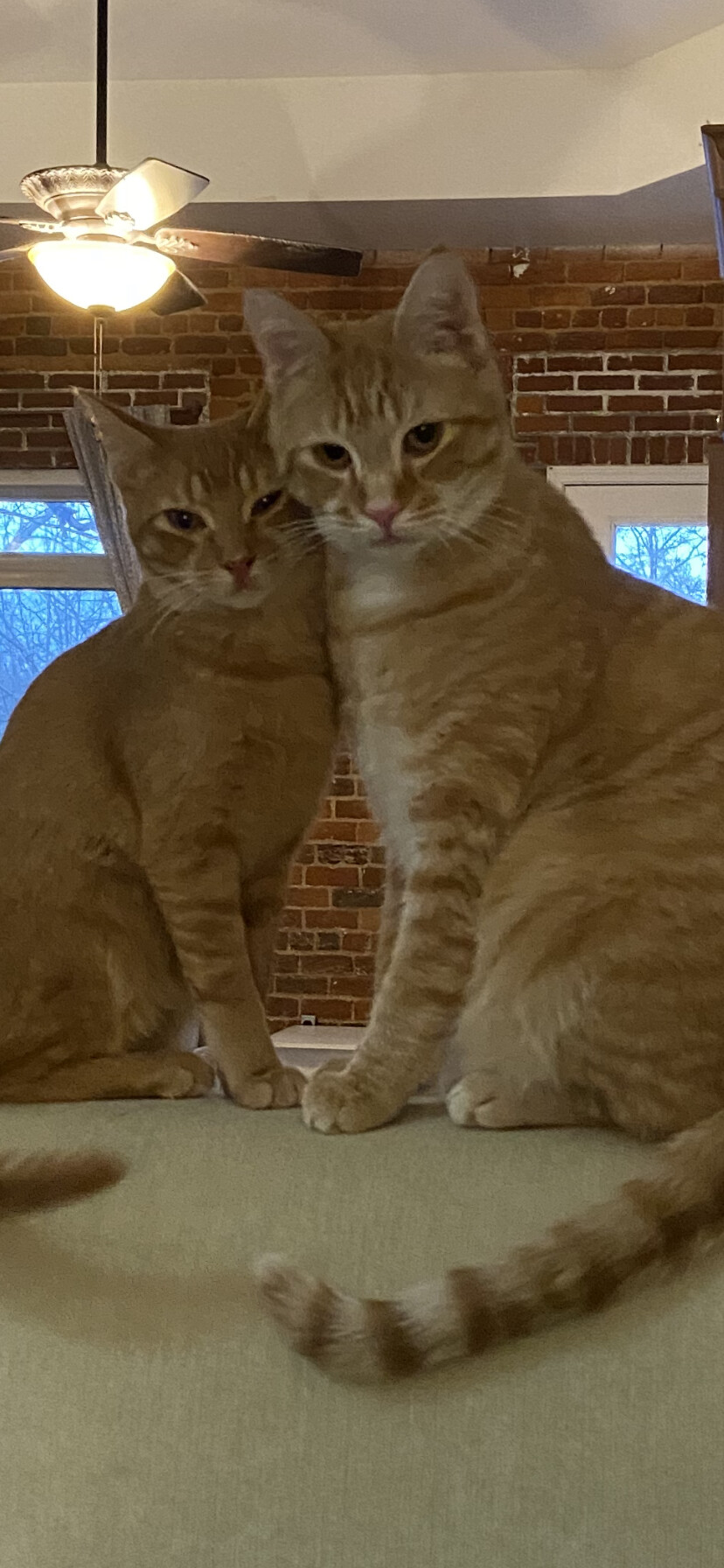 Tucker and Yogi, a Adoptable mixed breed in Fountain Inn, SC image 4/12