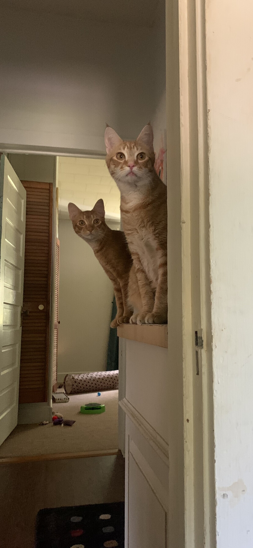 Tucker and Yogi, a Adoptable mixed breed in Fountain Inn, SC image 5/12