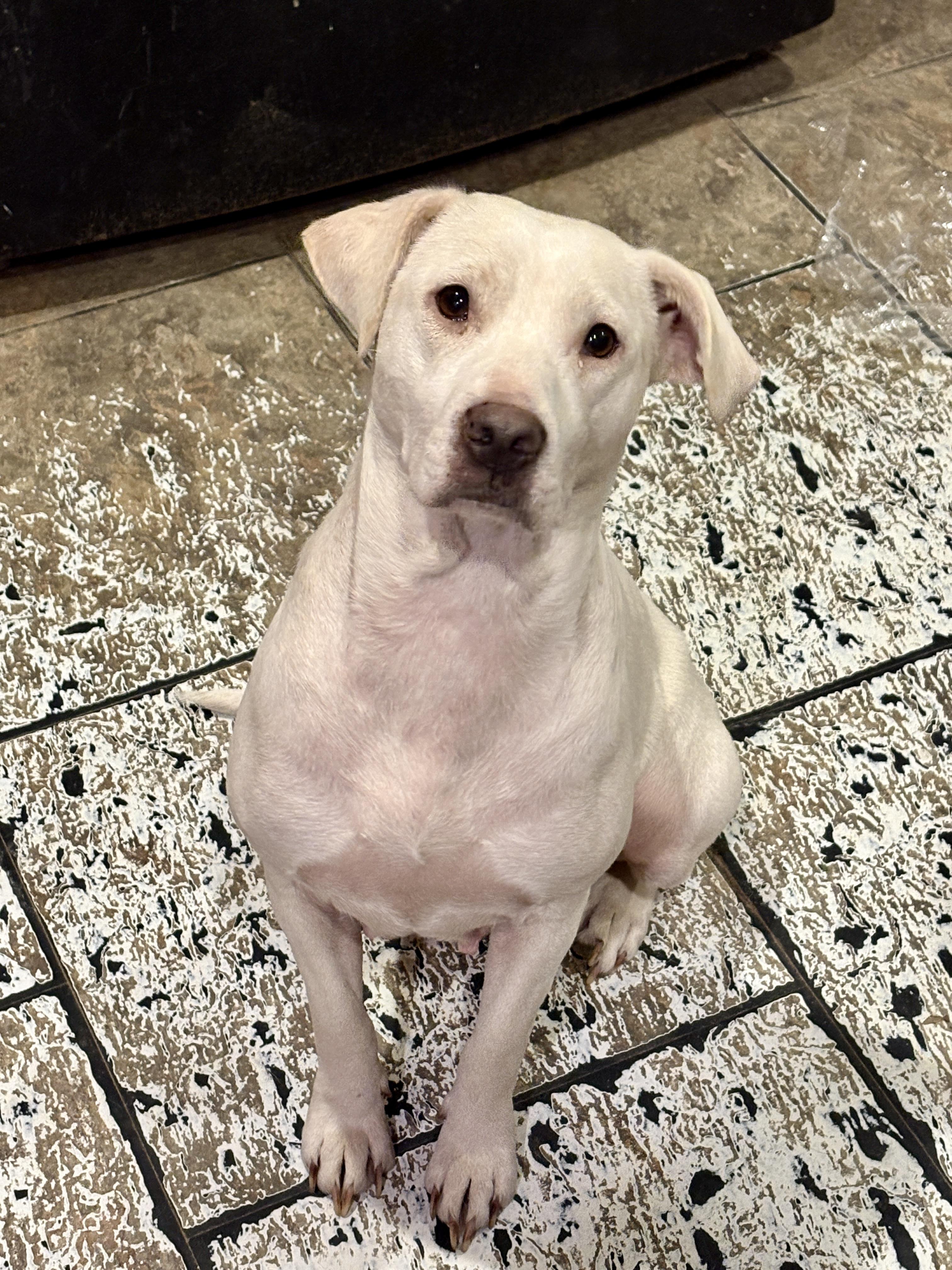 Enlarge Honey, a ADOPTABLE mixed breed in Anderson, TX image 1/1