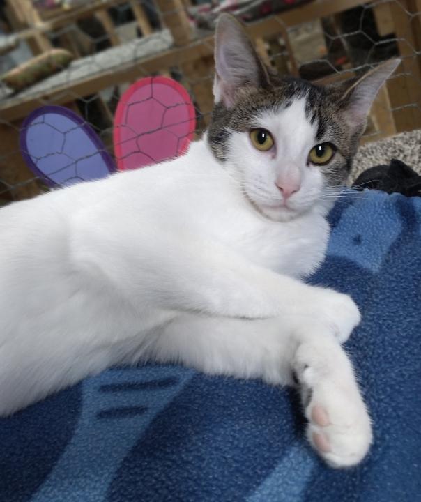 Fufu, Adoptable, Kitten Female Domestic Short Hair.