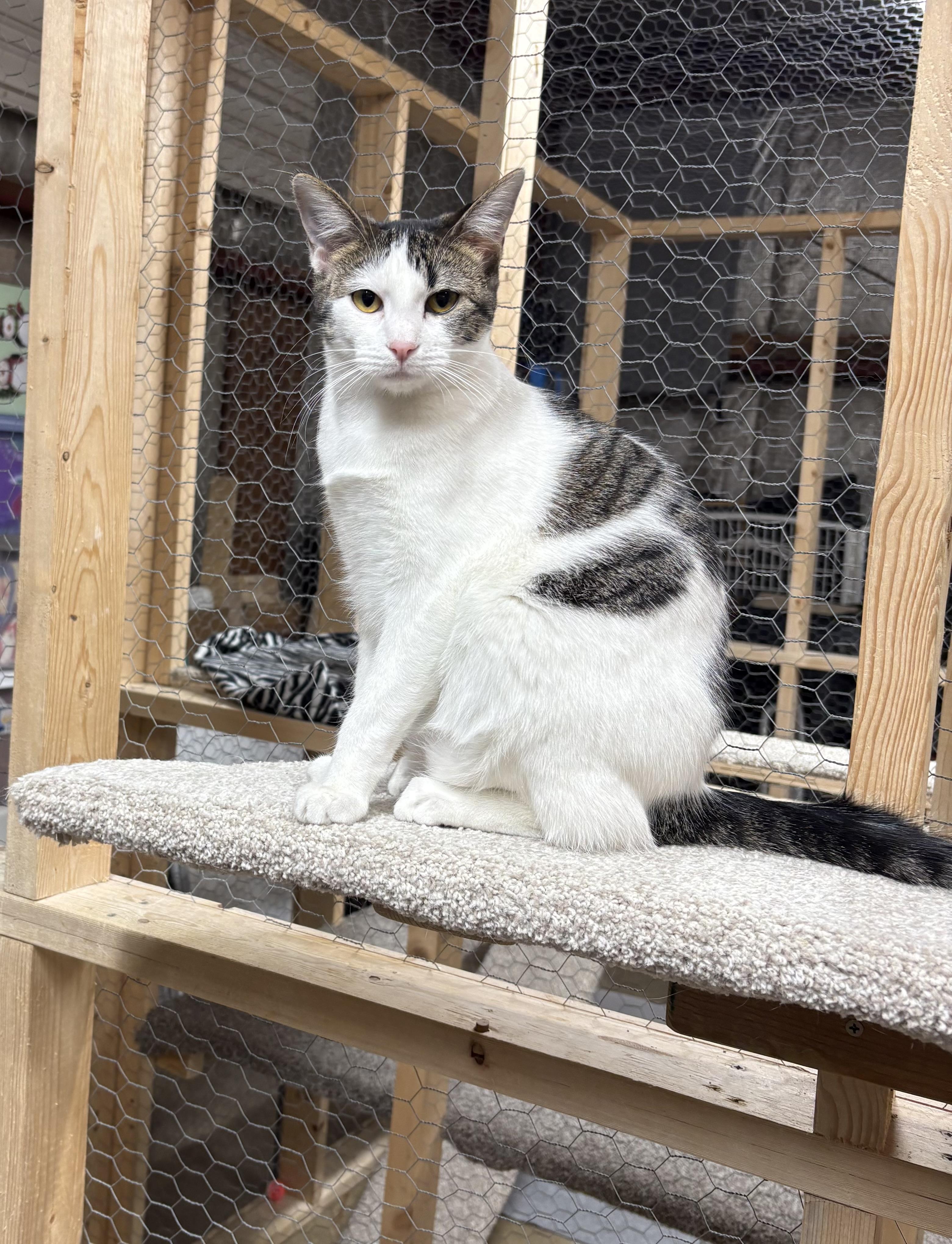 Enlarge Fufu, a Adoptable Domestic Short Hair in Faribault, MN image 2/2