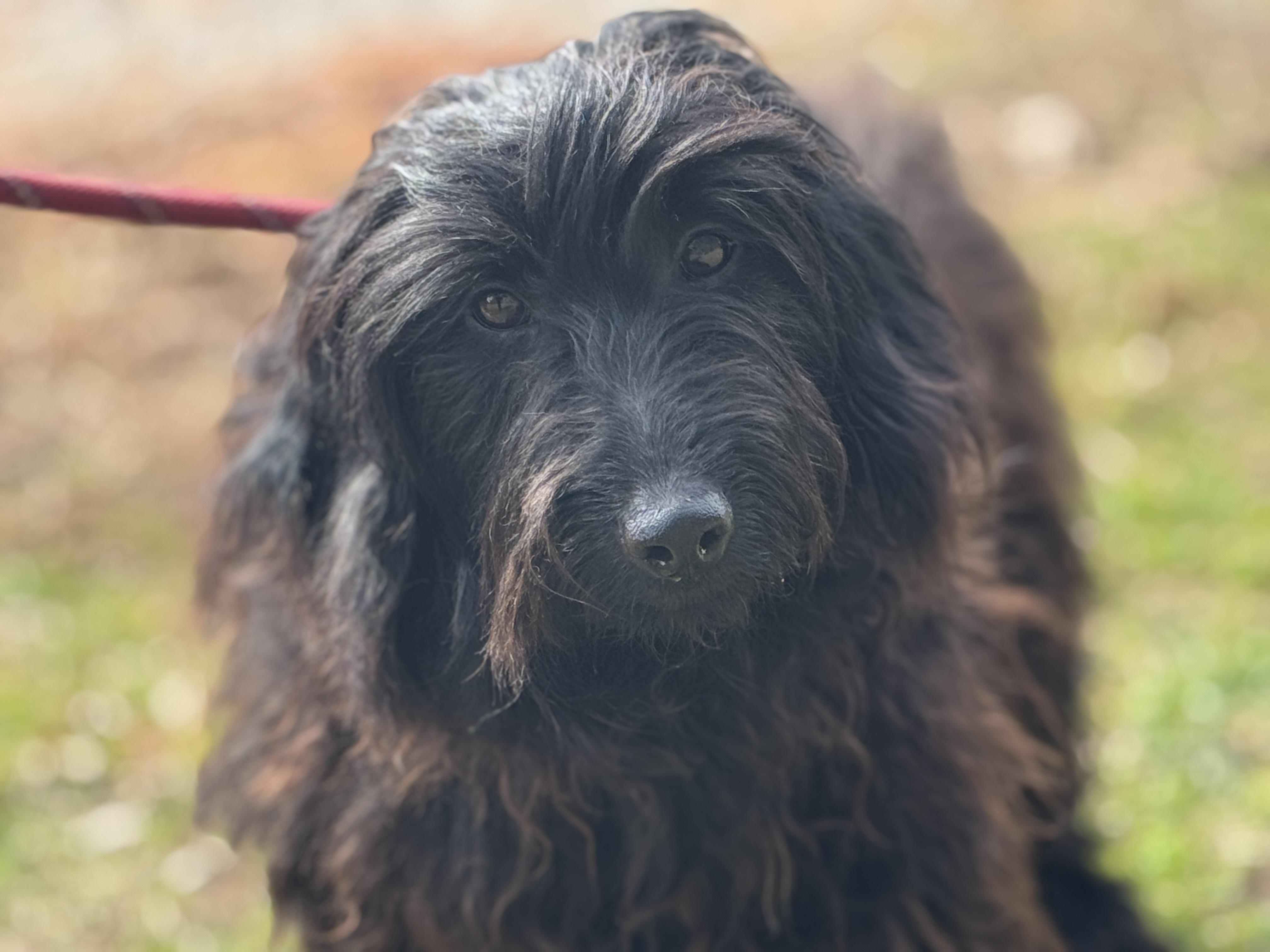 Cher, adopted, Young Female Poodle.