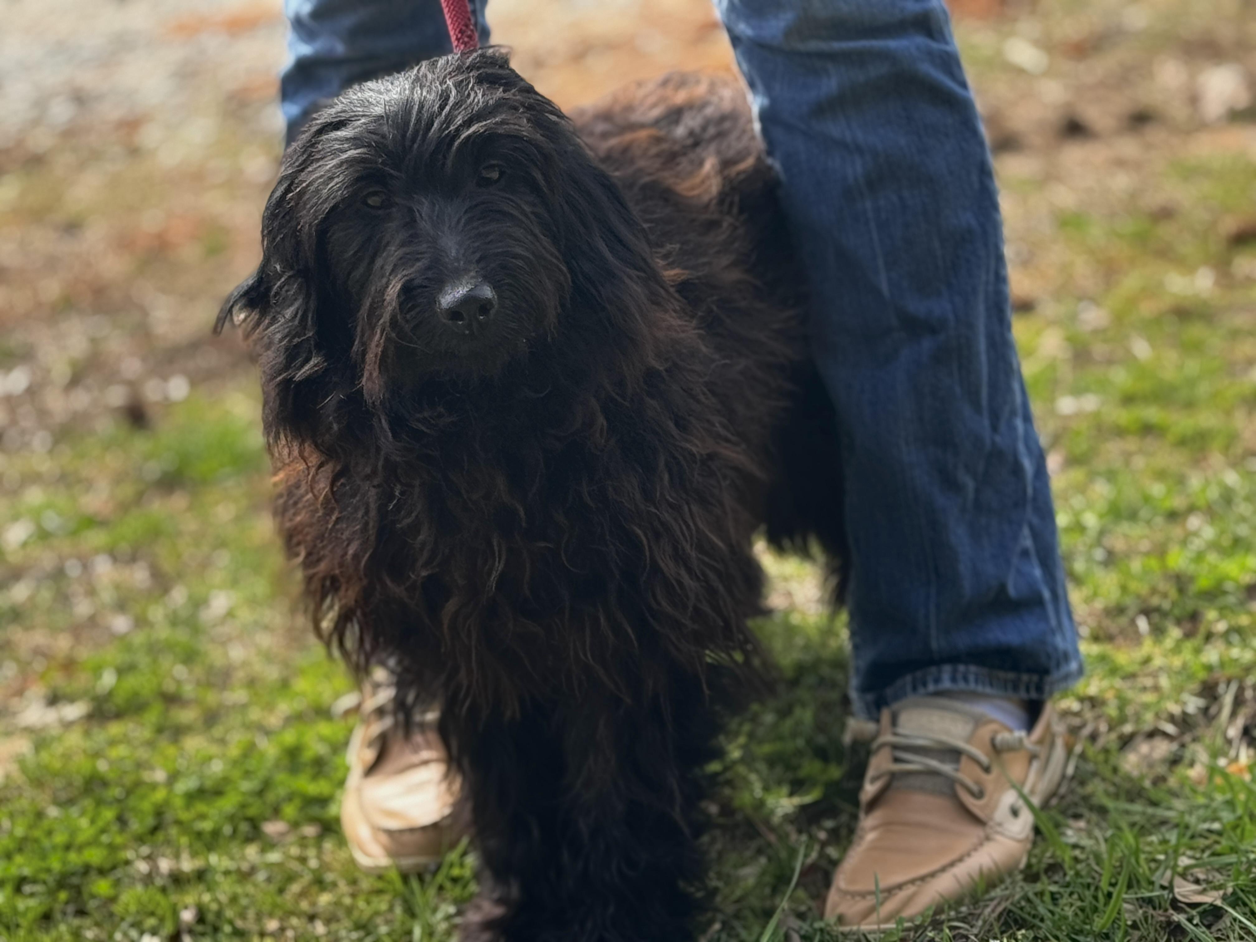 Enlarge Cher, an adopted mixed breed in Richmond, VA image 6/6