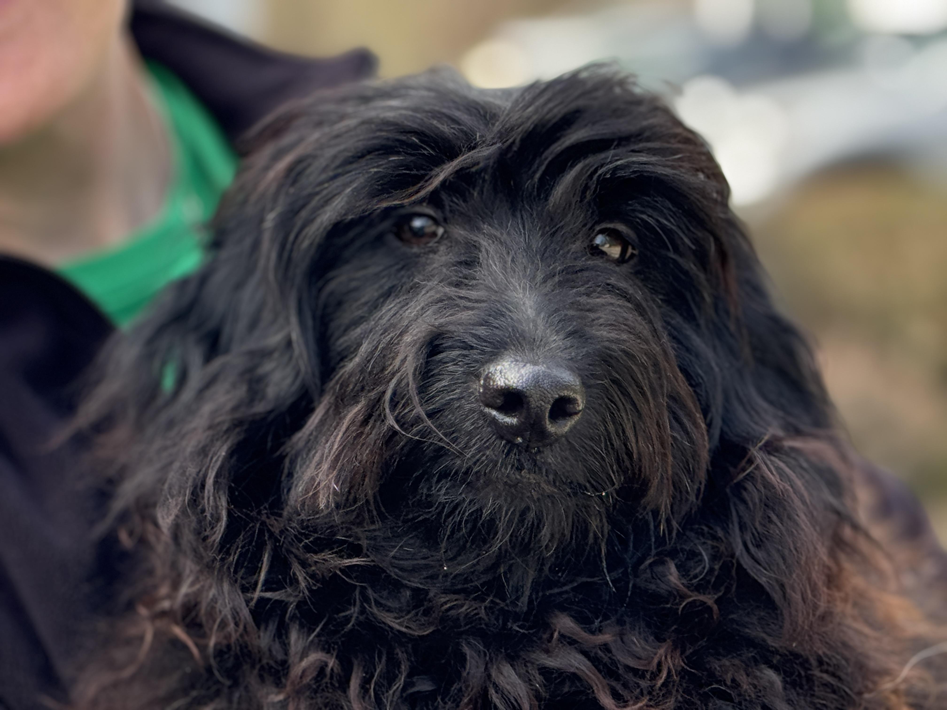 Enlarge Cher, an adopted mixed breed in Richmond, VA image 4/6