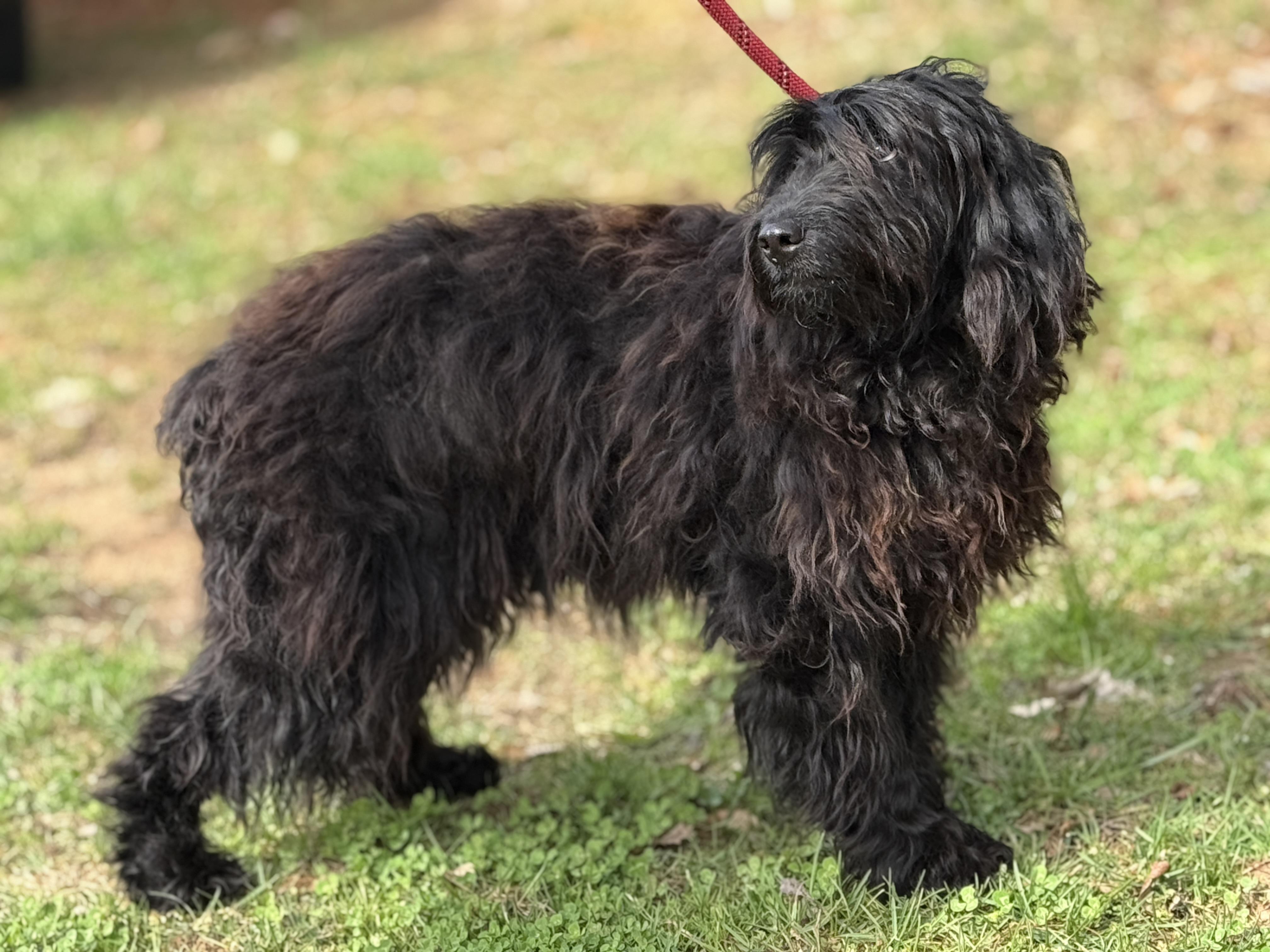 Enlarge Cher, an adopted mixed breed in Richmond, VA image 3/6