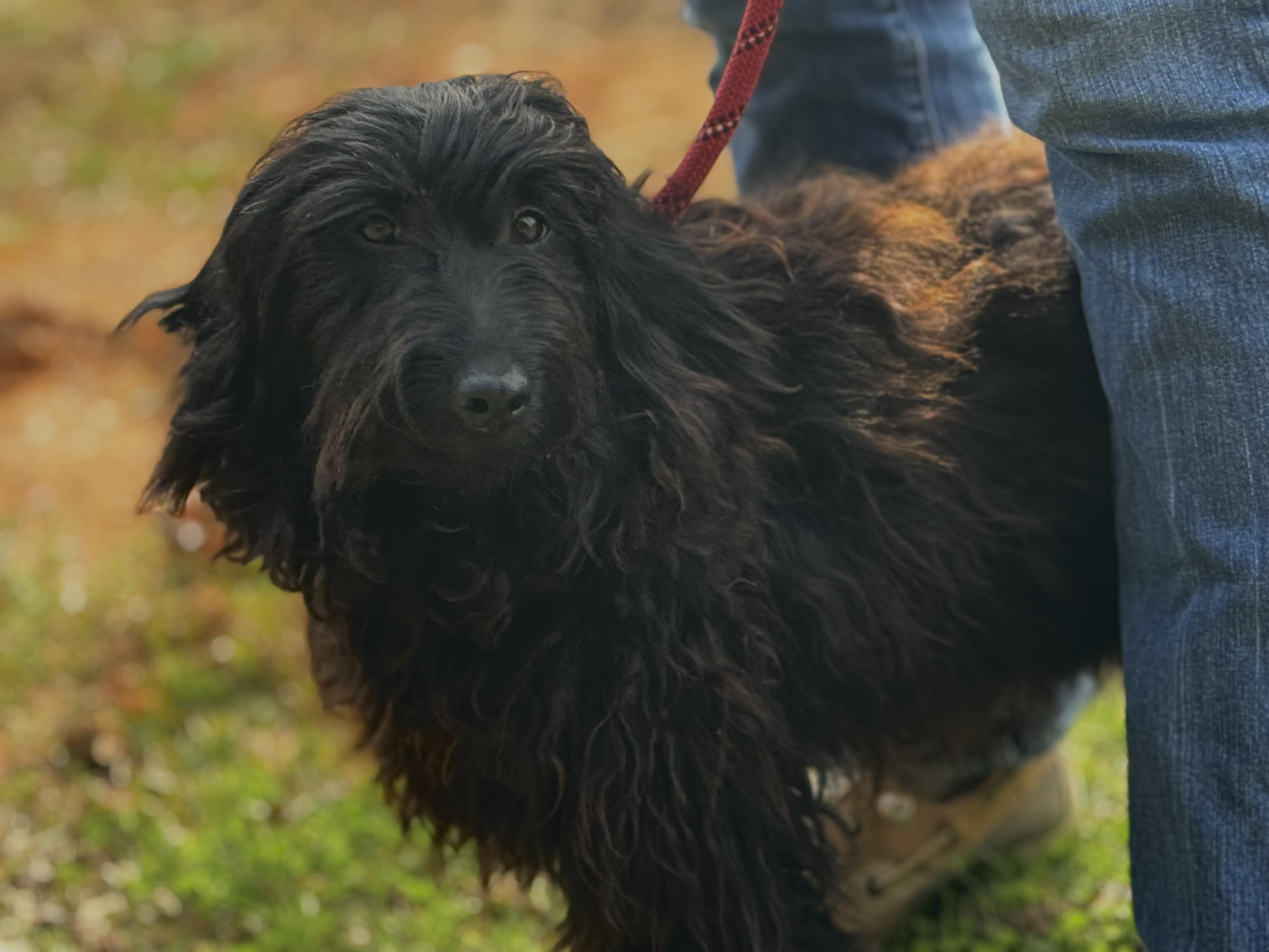 Enlarge Cher, an adopted mixed breed in Richmond, VA image 5/6