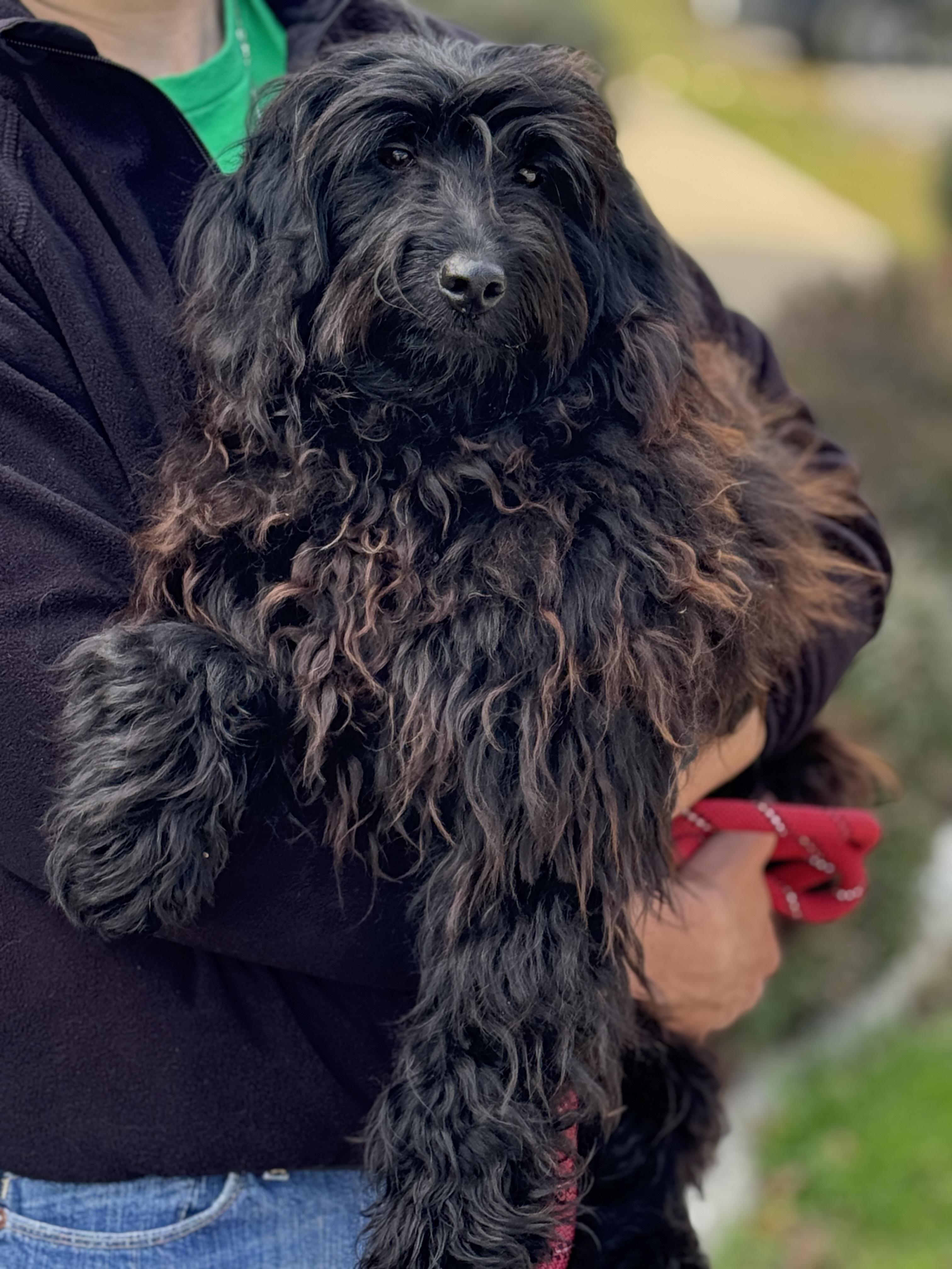 Enlarge Cher, an adopted mixed breed in Richmond, VA image 2/6