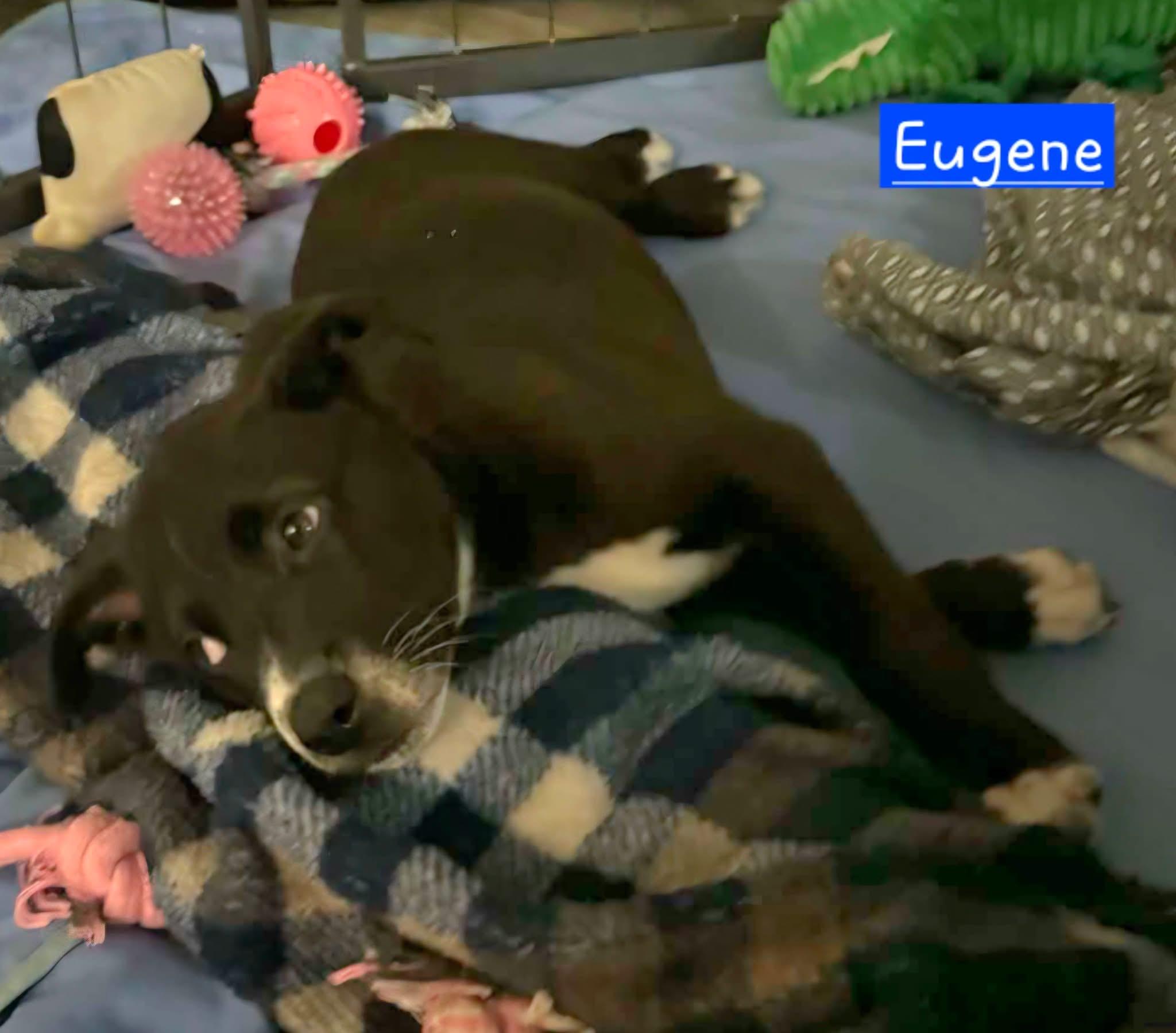 Enlarge Eugene, an adopted mixed breed in Harrisburg, PA image 2/3
