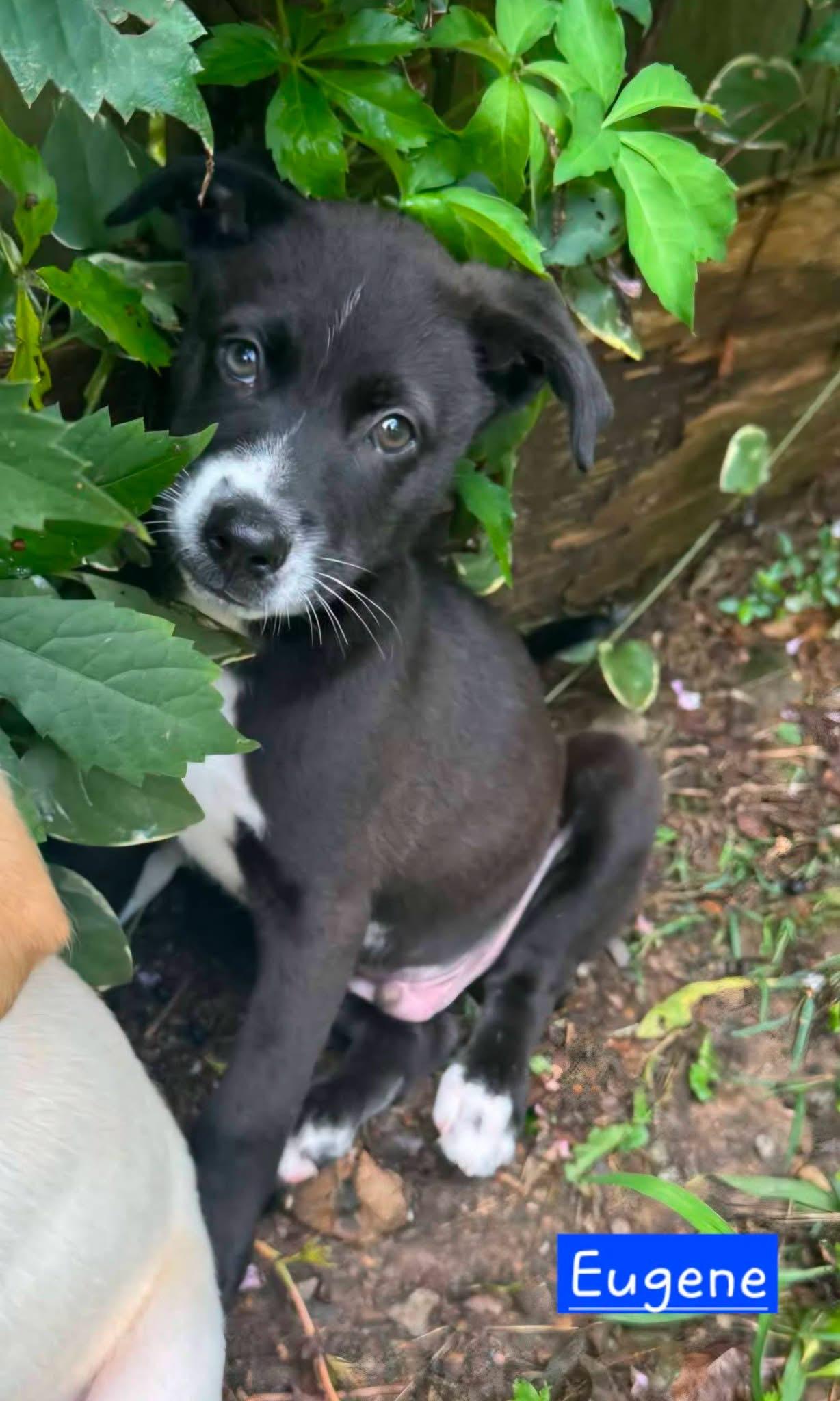 Eugene, adopted, Puppy Male Husky.