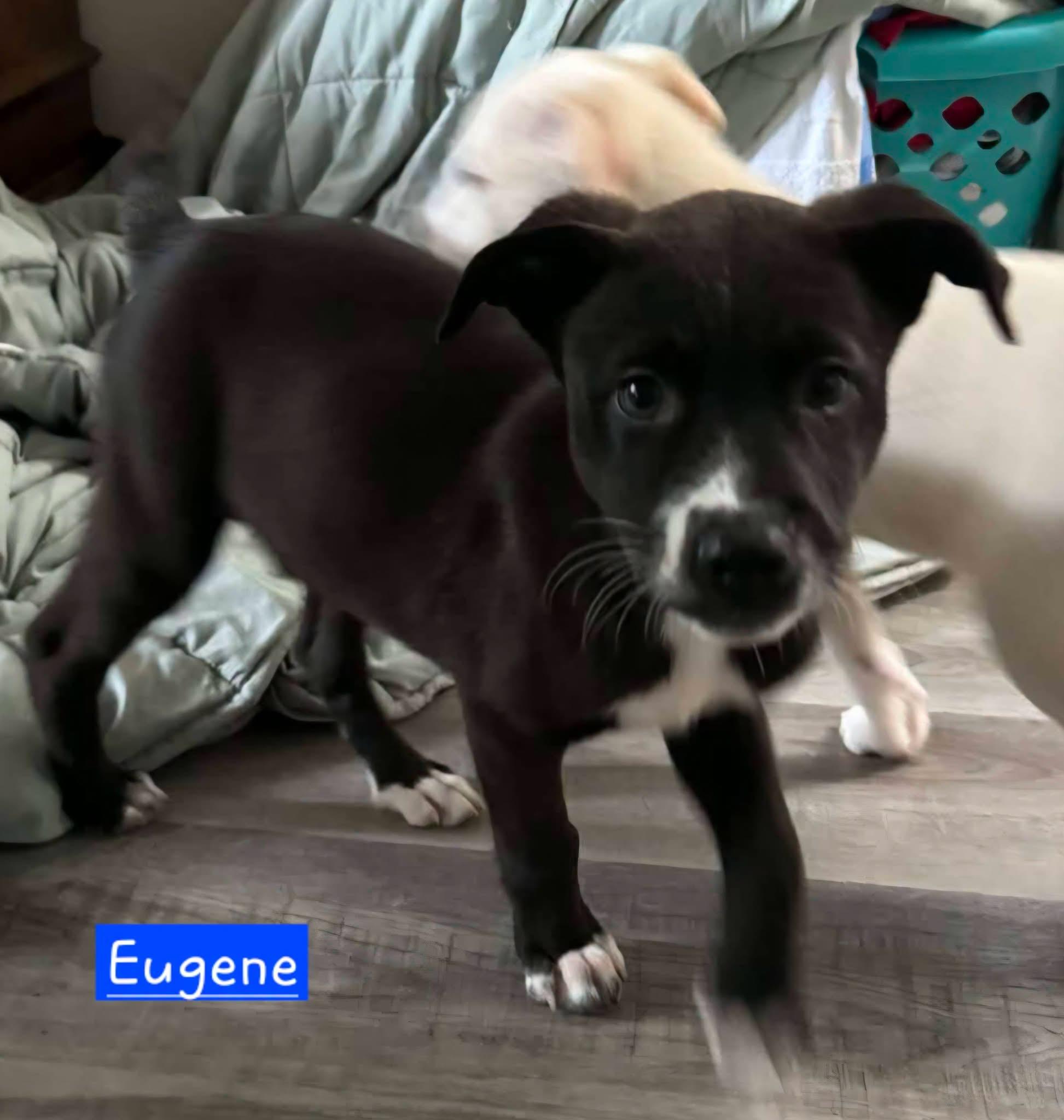 Enlarge Eugene, an adopted mixed breed in Harrisburg, PA image 3/3