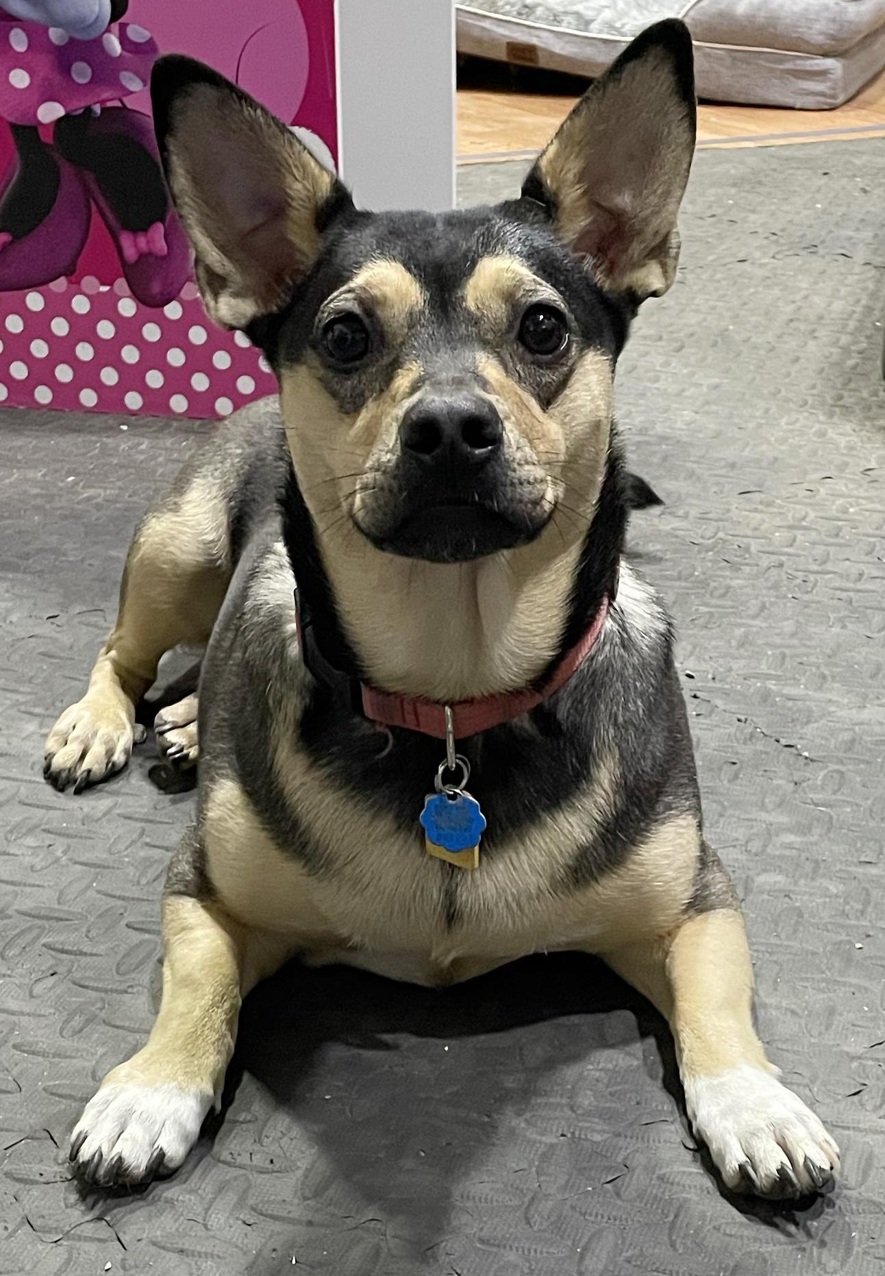 Enlarge Lola, a Adoptable mixed breed in Silvana, WA image 2/6