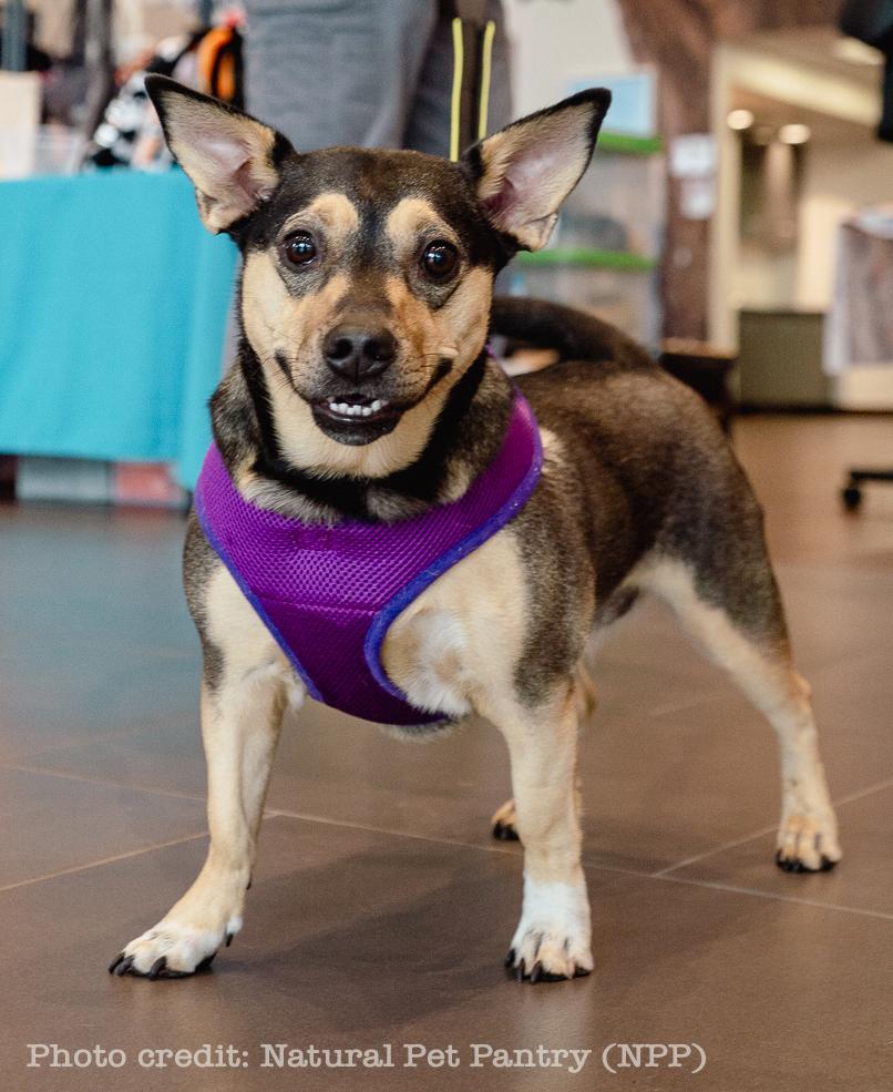 Lola, Adoptable, Young Female Dachshund & Chihuahua.