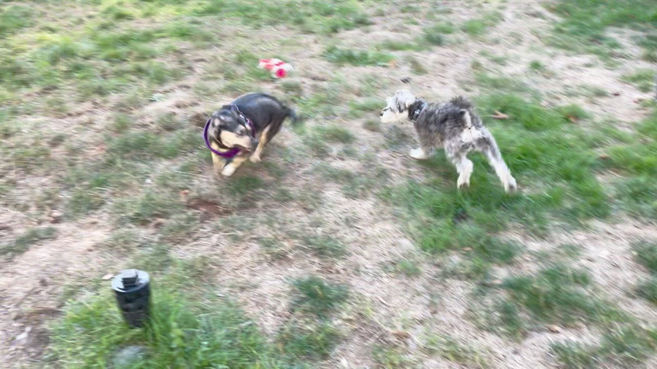 Enlarge Lola, a Adoptable mixed breed in Silvana, WA video 6/6