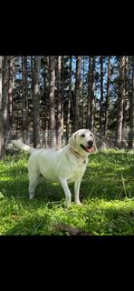 Cupcake - ADOPTED, Adoptable, Adult Female Yellow Labrador Retriever.