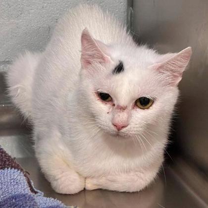 Olympia, Adoptable, Adult Female Domestic Short Hair & Domestic Short Hair.