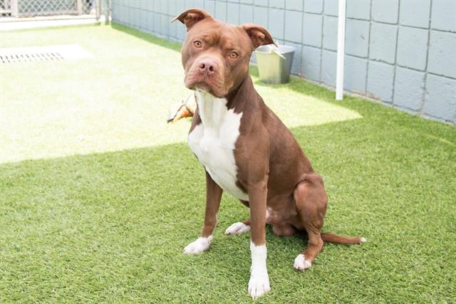 BOSCO, Adoptable, Adult Male Pit Bull Terrier.