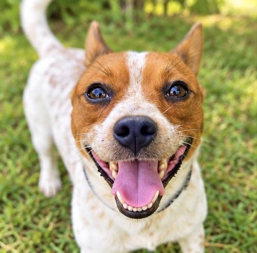 Enlarge Pickle, a Adoptable mixed breed in Jackson, MI image 6/6