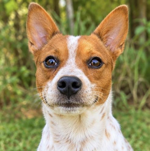 Enlarge Pickle, a Adoptable mixed breed in Jackson, MI image 3/6
